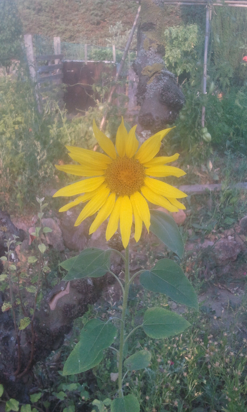 fleur de tournesol du jadin